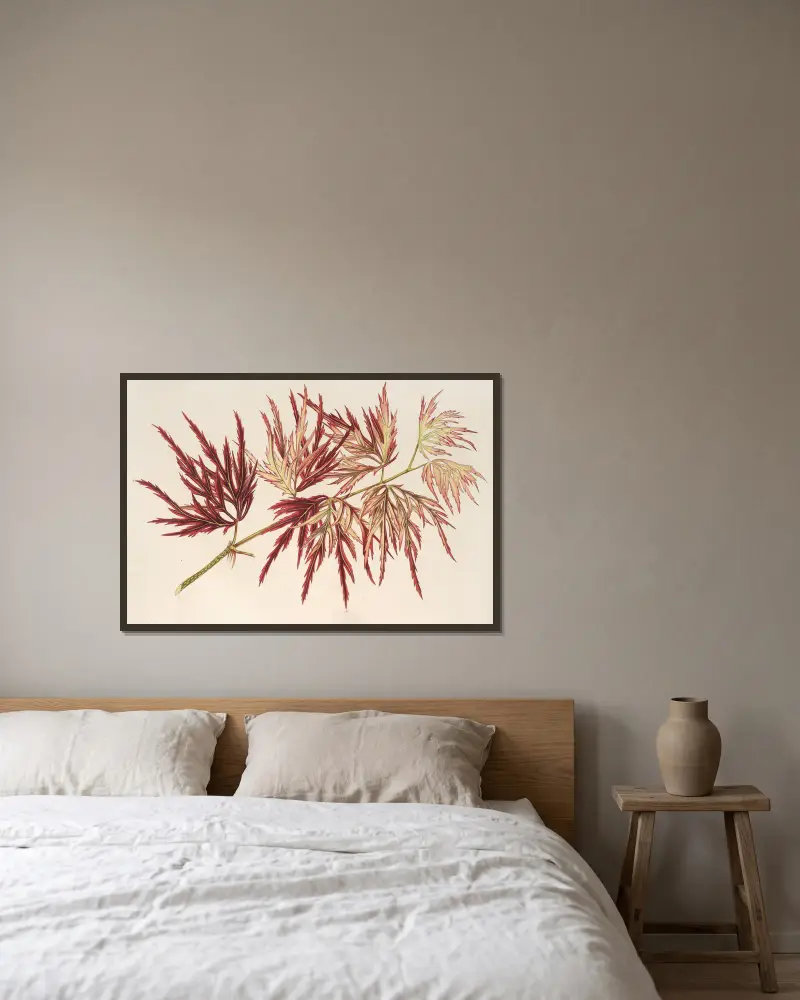 Acer (polymorphum) palmatum av Charles Antoine Lemaire inramad på en vägg
