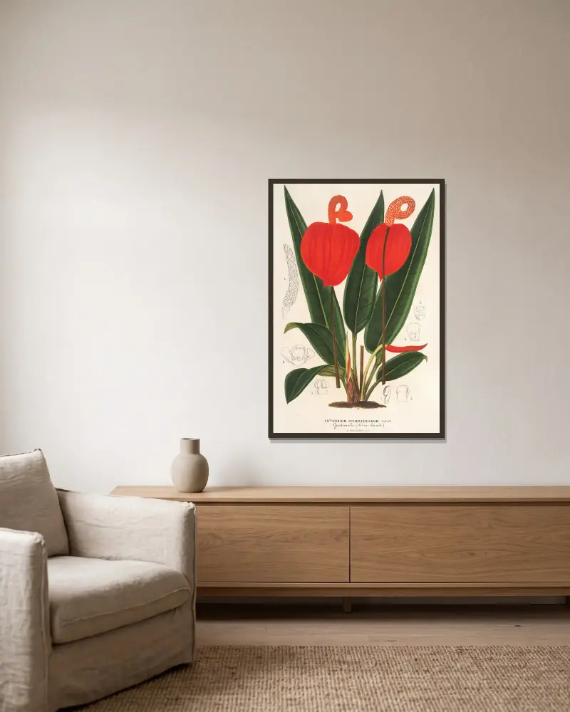 Anthurium Scherzerianum av Charles Antoine Lemaire inramad på en vägg