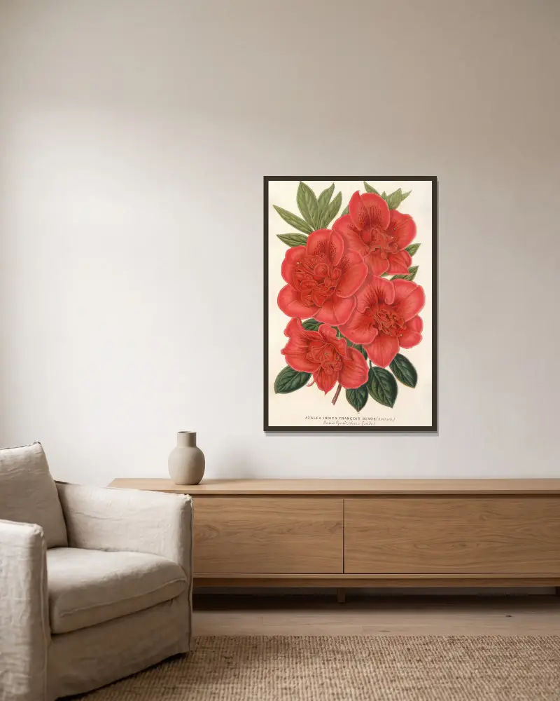 Azalea (indica) François Devos (hybride) av Charles Antoine Lemaire inramad på en vägg