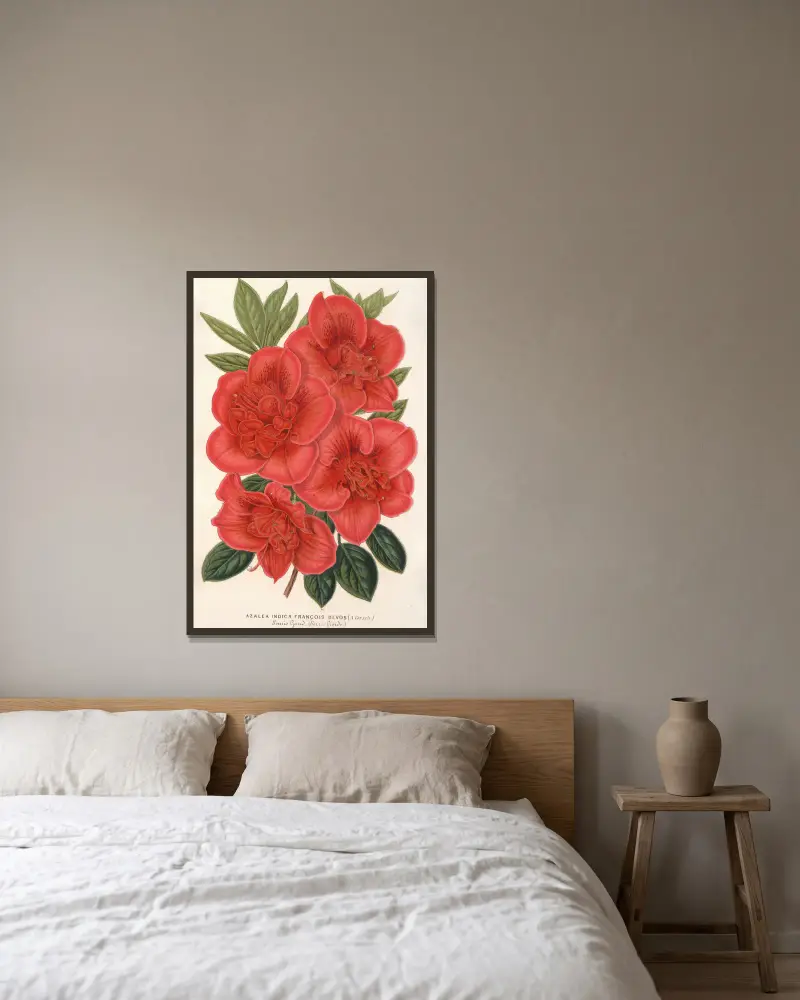 Azalea (indica) François Devos (hybride) av Charles Antoine Lemaire inramad på en vägg