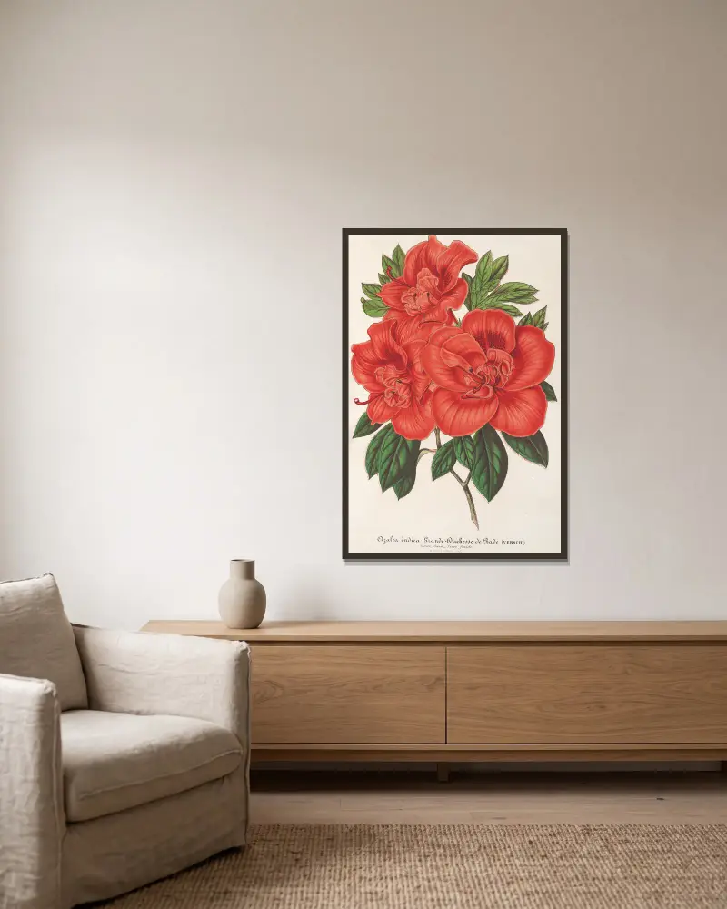Azalea (indica) Grande Duchesse de Bade von Charles Antoine Lemaire gerahmt an einer Wand