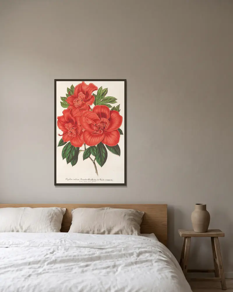 Azalea (indica) Grande Duchesse de Bade von Charles Antoine Lemaire gerahmt an einer Wand