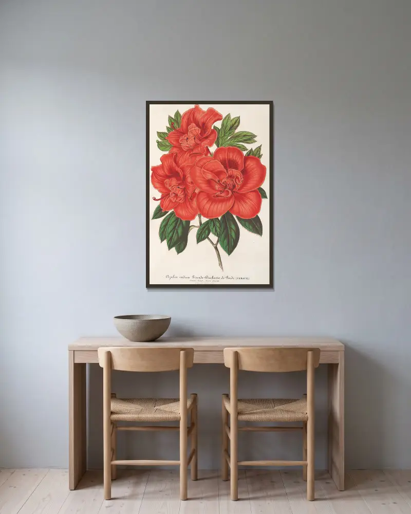 Azalea (indica) Grande Duchesse de Bade von Charles Antoine Lemaire gerahmt an einer Wand
