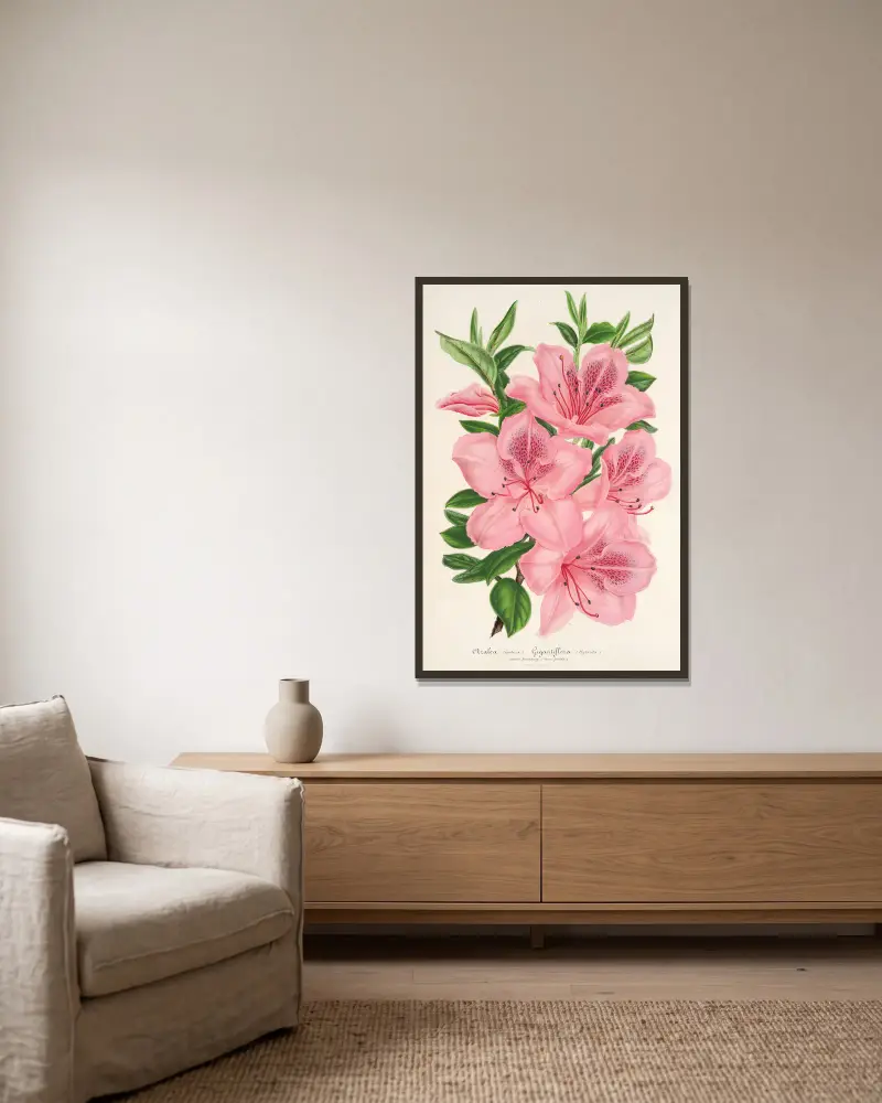Azalea indica (hybrida) gigantiflora, Charles Antoine Lemaire w ramie na ścianie