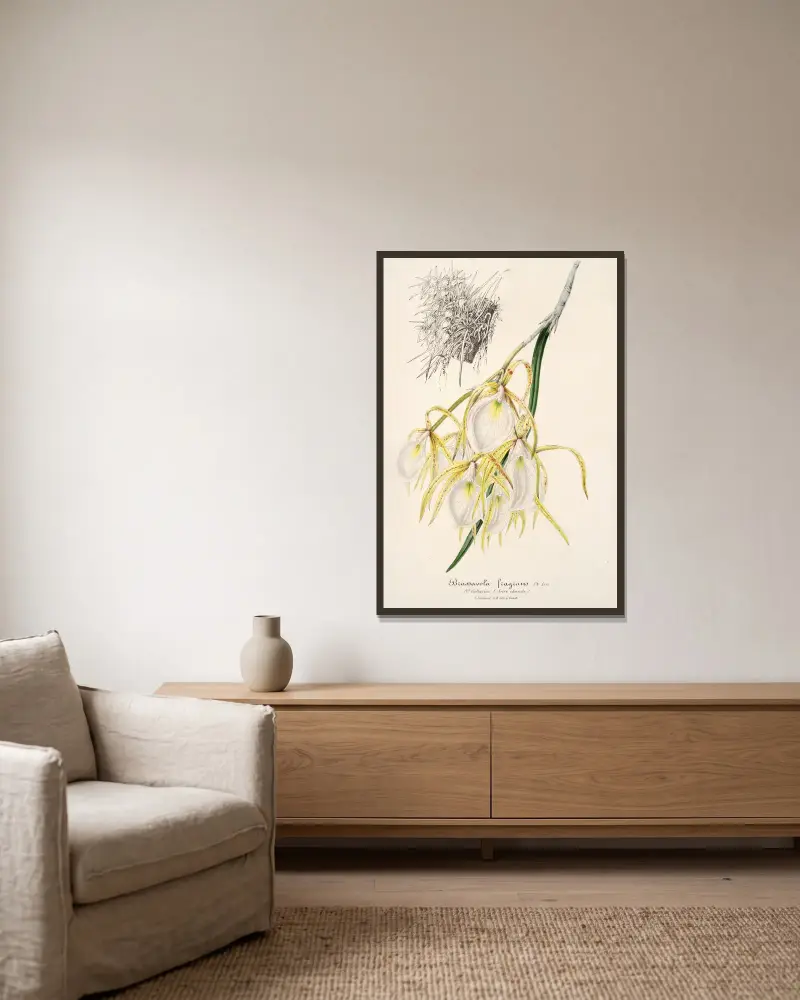 Brassavola fragrans av Charles Antoine Lemaire inramad på en vägg