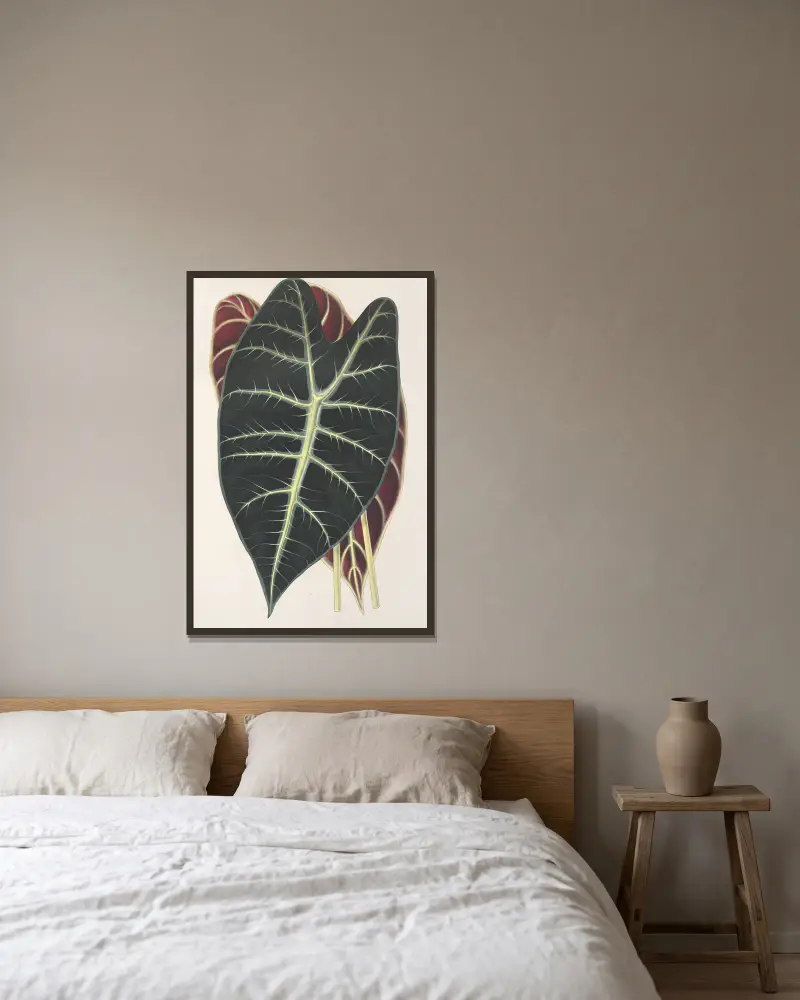 Caladium Lowii von Charles Antoine Lemaire gerahmt an einer Wand