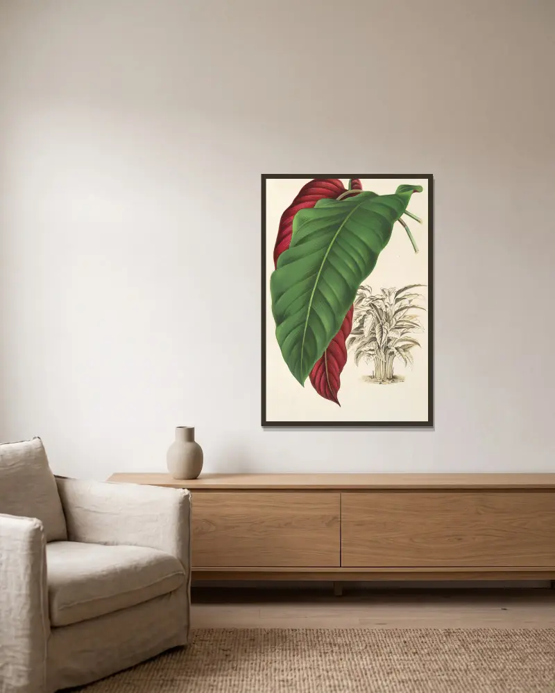 Calathea arrecta, Charles Antoine Lemaire w ramie na ścianie