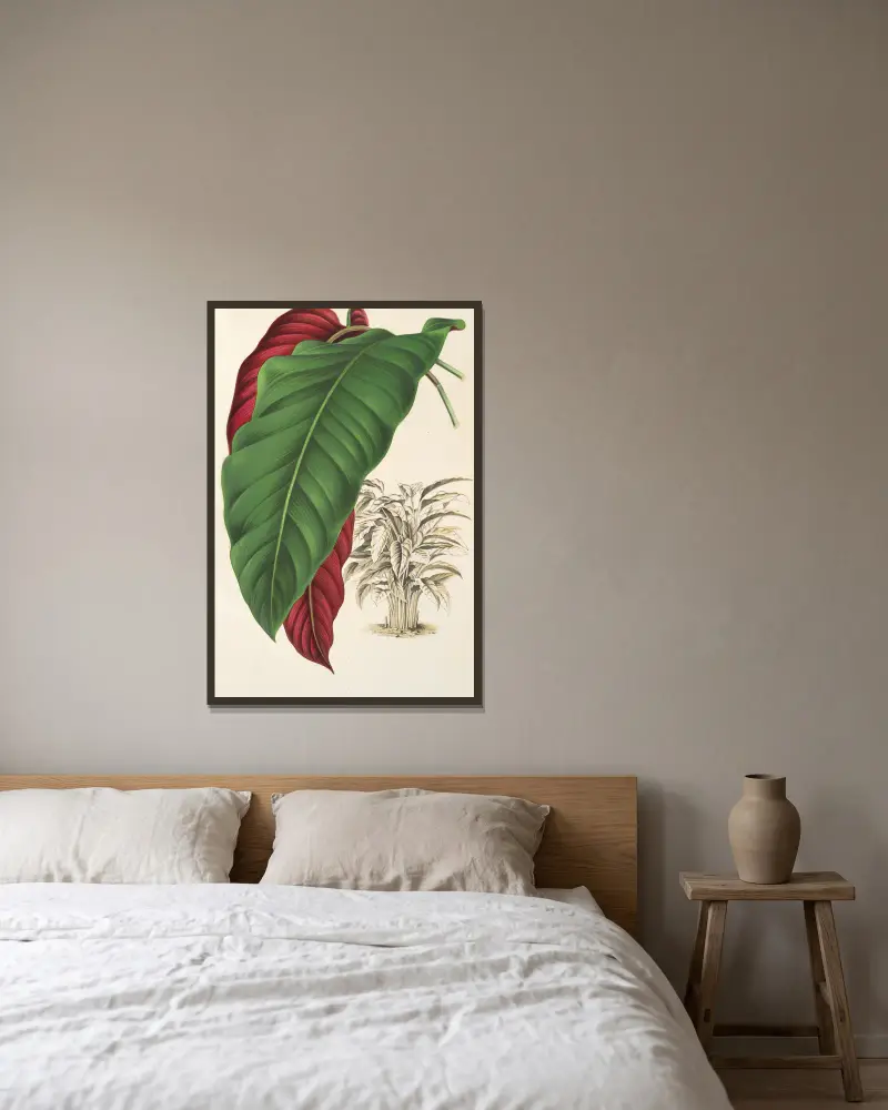 Calathea arrecta, Charles Antoine Lemaire w ramie na ścianie