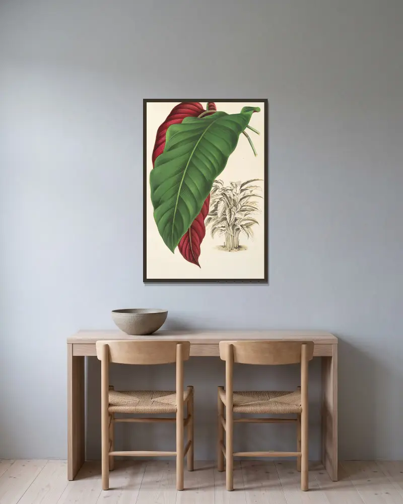 Calathea arrecta, Charles Antoine Lemaire w ramie na ścianie