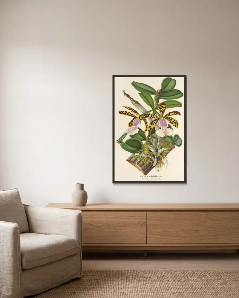 Cattleya Aclandiæ von Charles Antoine Lemaire gerahmt an einer Wand