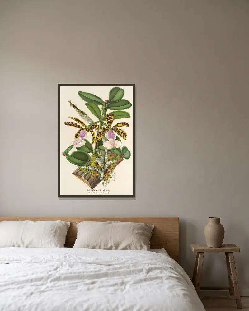 Cattleya Aclandiæ von Charles Antoine Lemaire gerahmt an einer Wand