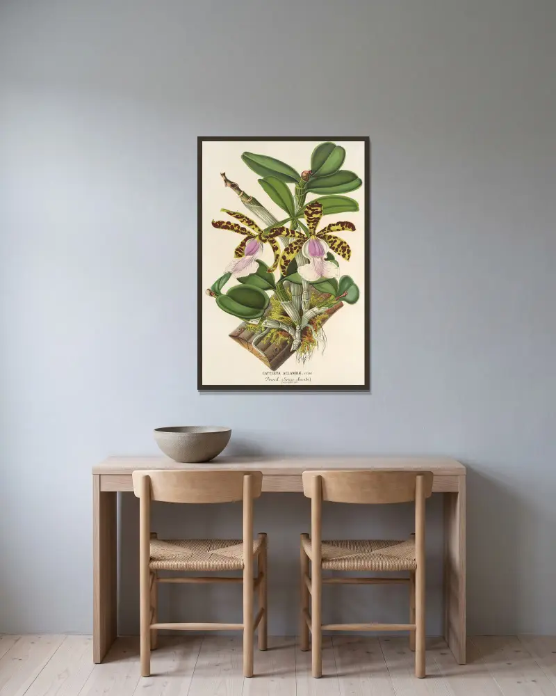 Cattleya Aclandiæ von Charles Antoine Lemaire gerahmt an einer Wand