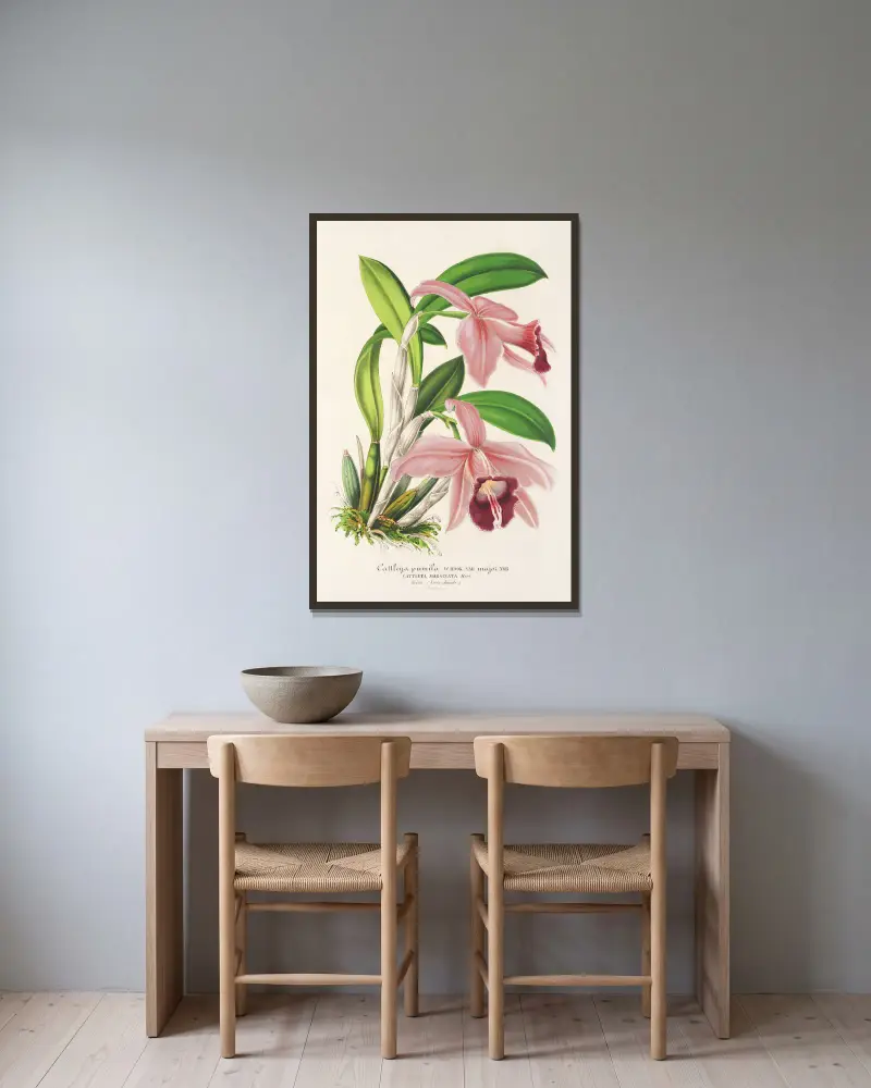 Cattleya pumila von Charles Antoine Lemaire gerahmt an einer Wand