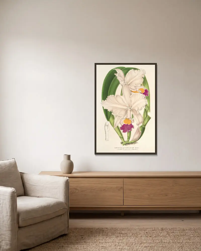 Cattleya quadricolor von Charles Antoine Lemaire gerahmt an einer Wand