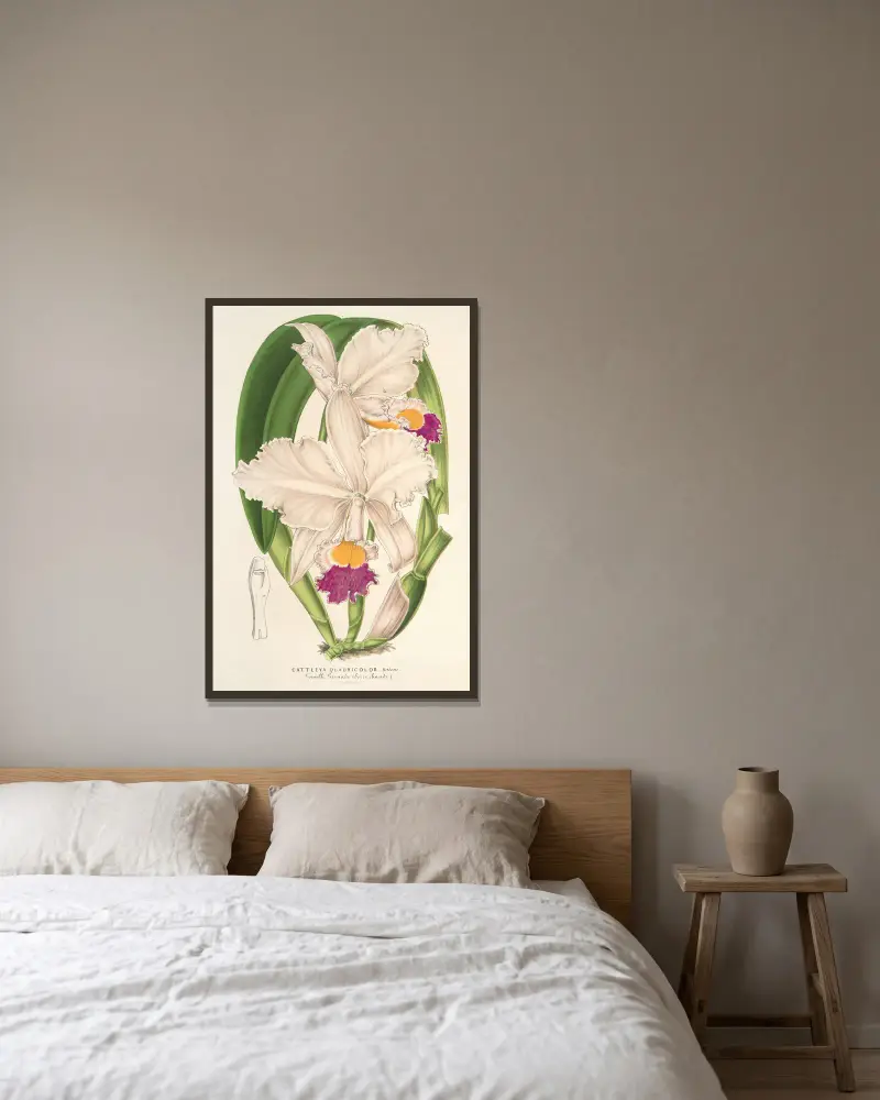 Cattleya quadricolor von Charles Antoine Lemaire gerahmt an einer Wand