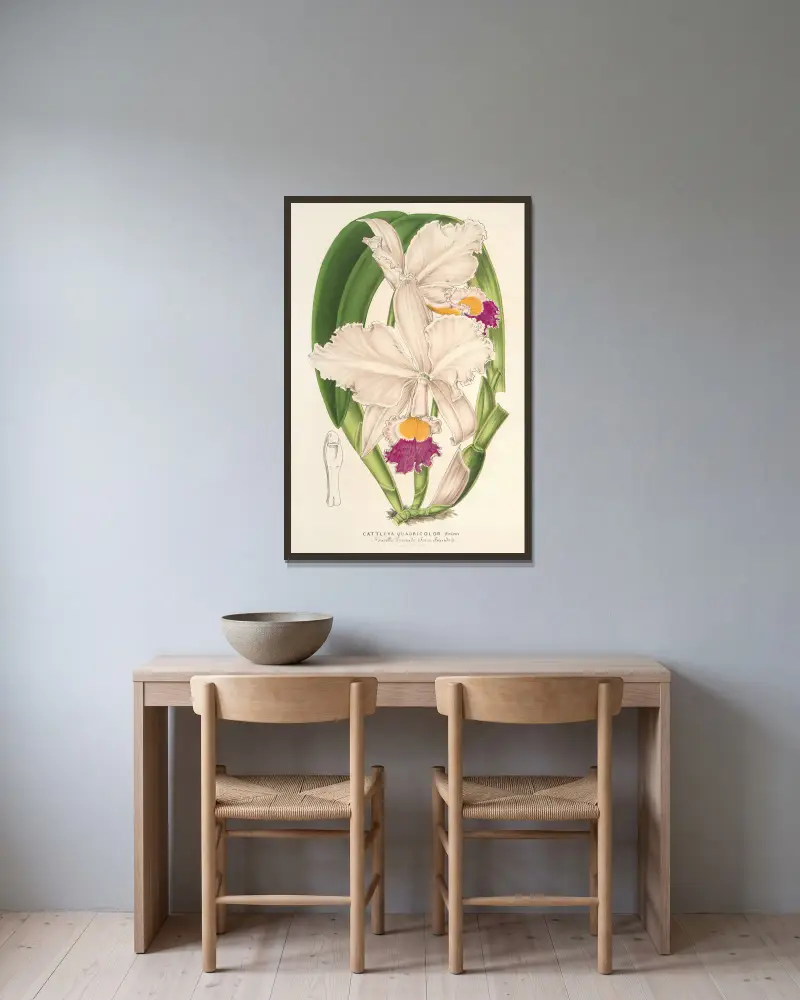 Cattleya quadricolor von Charles Antoine Lemaire gerahmt an einer Wand