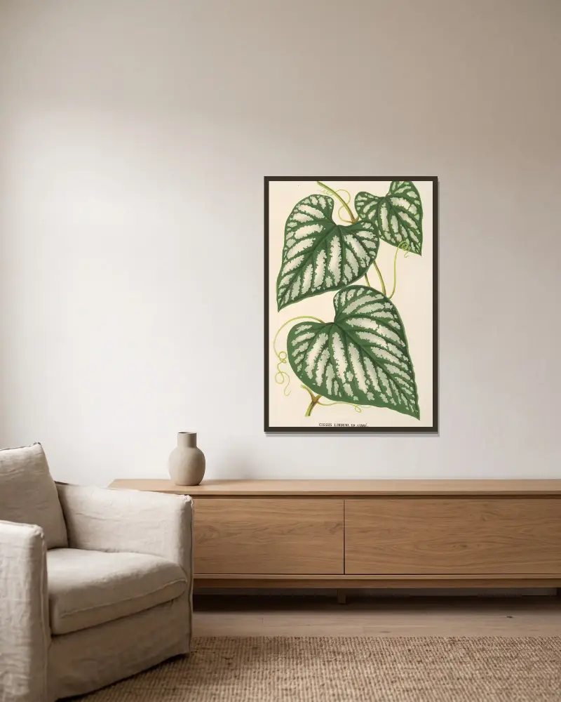 Cissus Lindeni von Charles Antoine Lemaire gerahmt an einer Wand