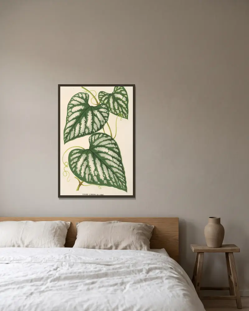 Cissus Lindeni von Charles Antoine Lemaire gerahmt an einer Wand