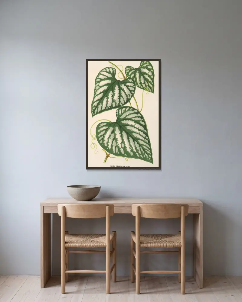 Cissus Lindeni von Charles Antoine Lemaire gerahmt an einer Wand