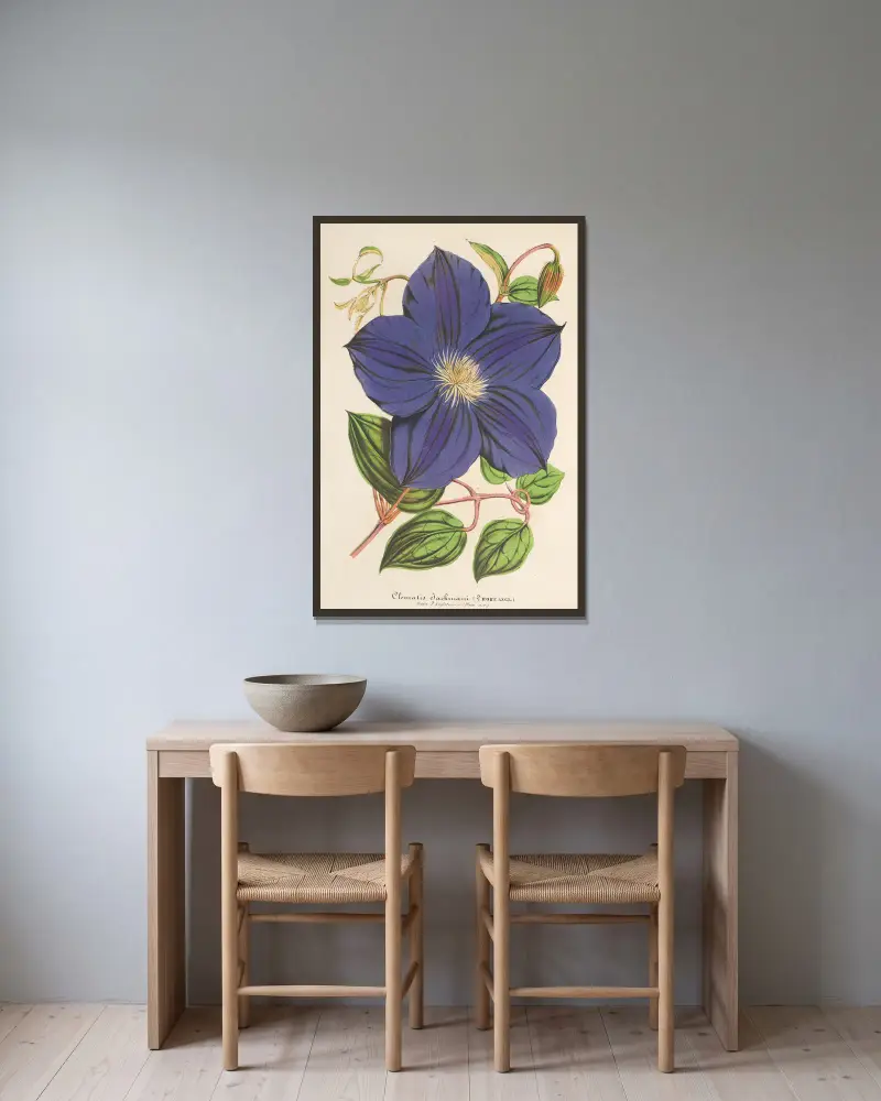 Clematis Jackmani av Charles Antoine Lemaire inramad på en vägg