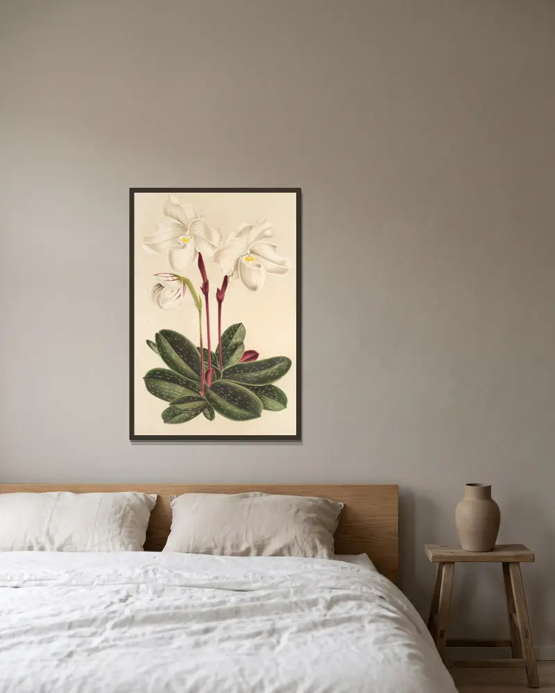 Cypripedium niveum, Charles Antoine Lemaire w ramie na ścianie