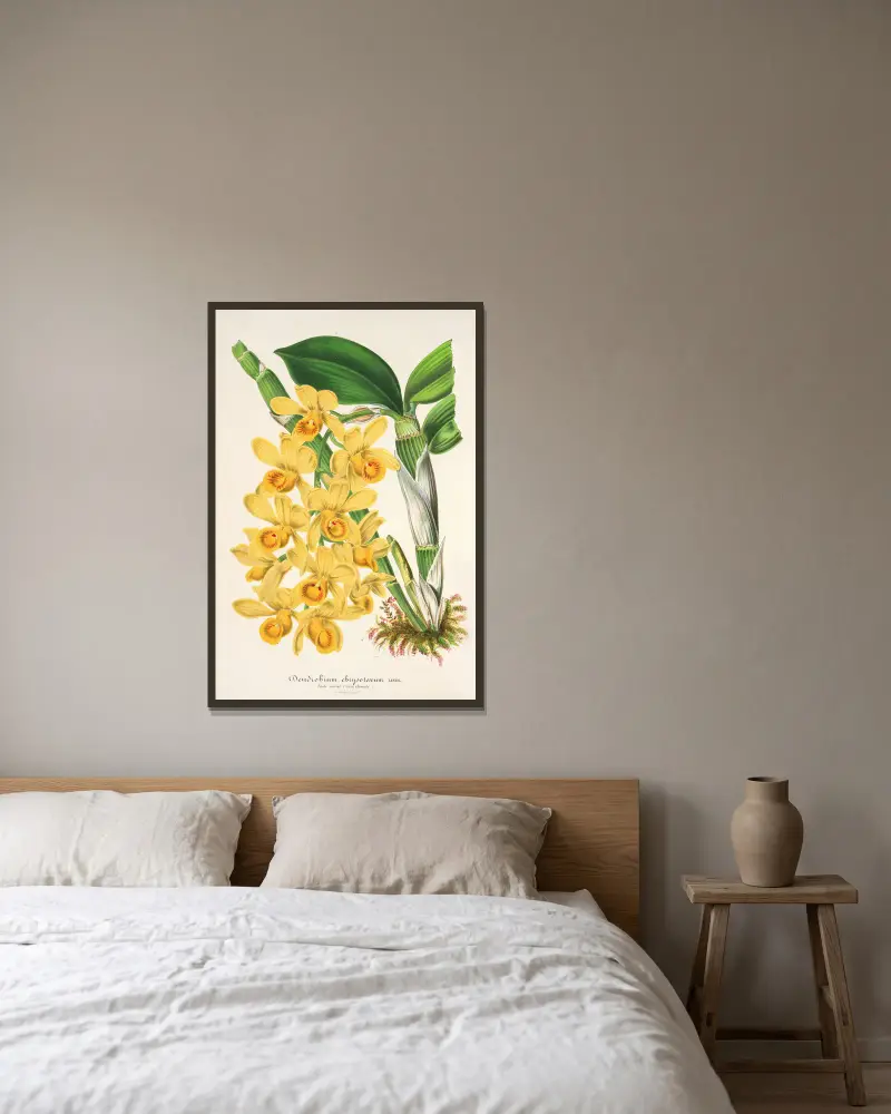 Dendrobium chrysotoxum, Charles Antoine Lemaire w ramie na ścianie