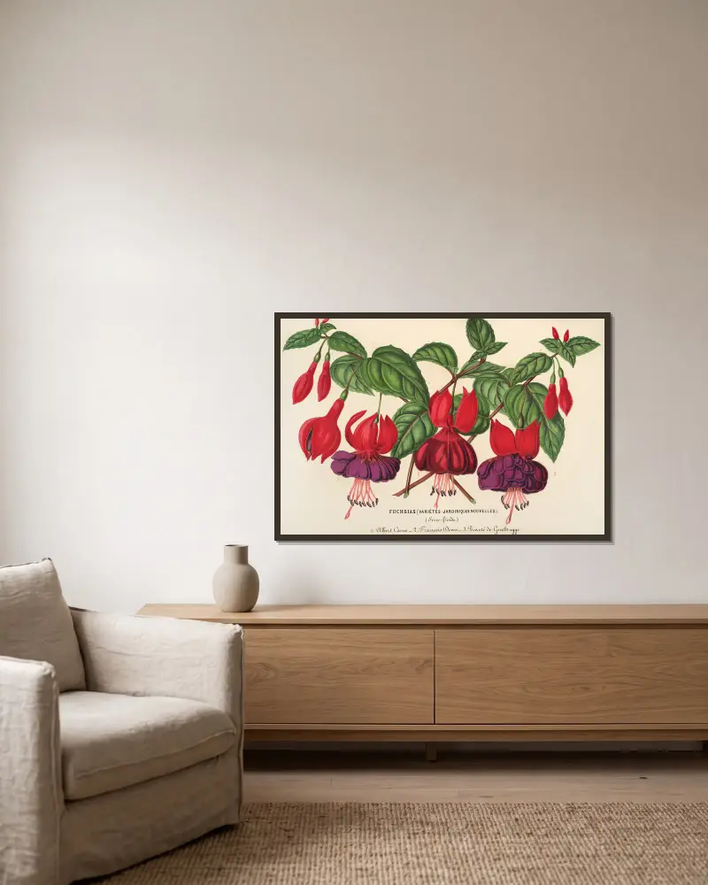Fuchsie (zahradní variety), 1854 – Nr. 2, Charles Antoine Lemaire v rámu na stěně