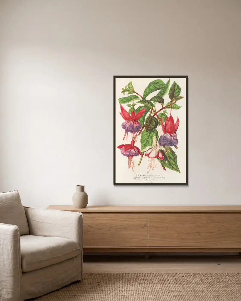Fuchsia (nouvelles variétés de), 1854 – nr 1 av Charles Antoine Lemaire inramad på en vägg