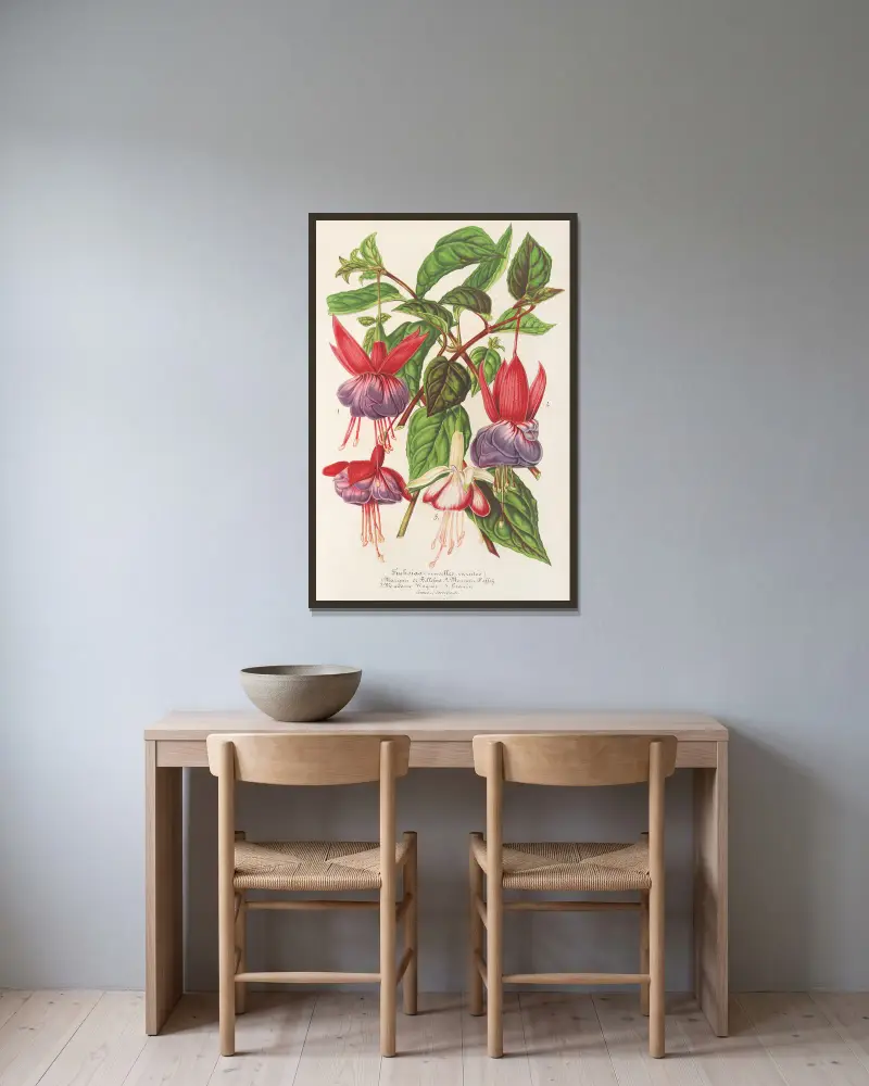 Fuchsia (nouvelles variétés de), 1854 – nr 1 av Charles Antoine Lemaire inramad på en vägg