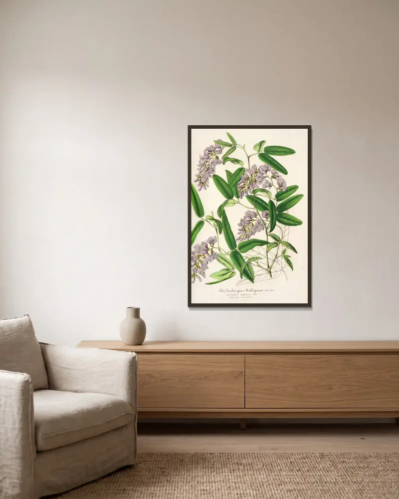 Hardenbergia Makoyana (hybryda), Charles Antoine Lemaire w ramie na ścianie