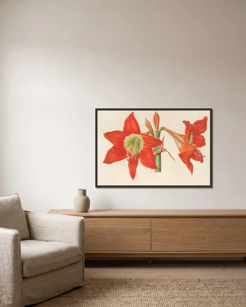 Hippeastrum (Amaryllis) pyrrochroum av Charles Antoine Lemaire inramad på en vägg