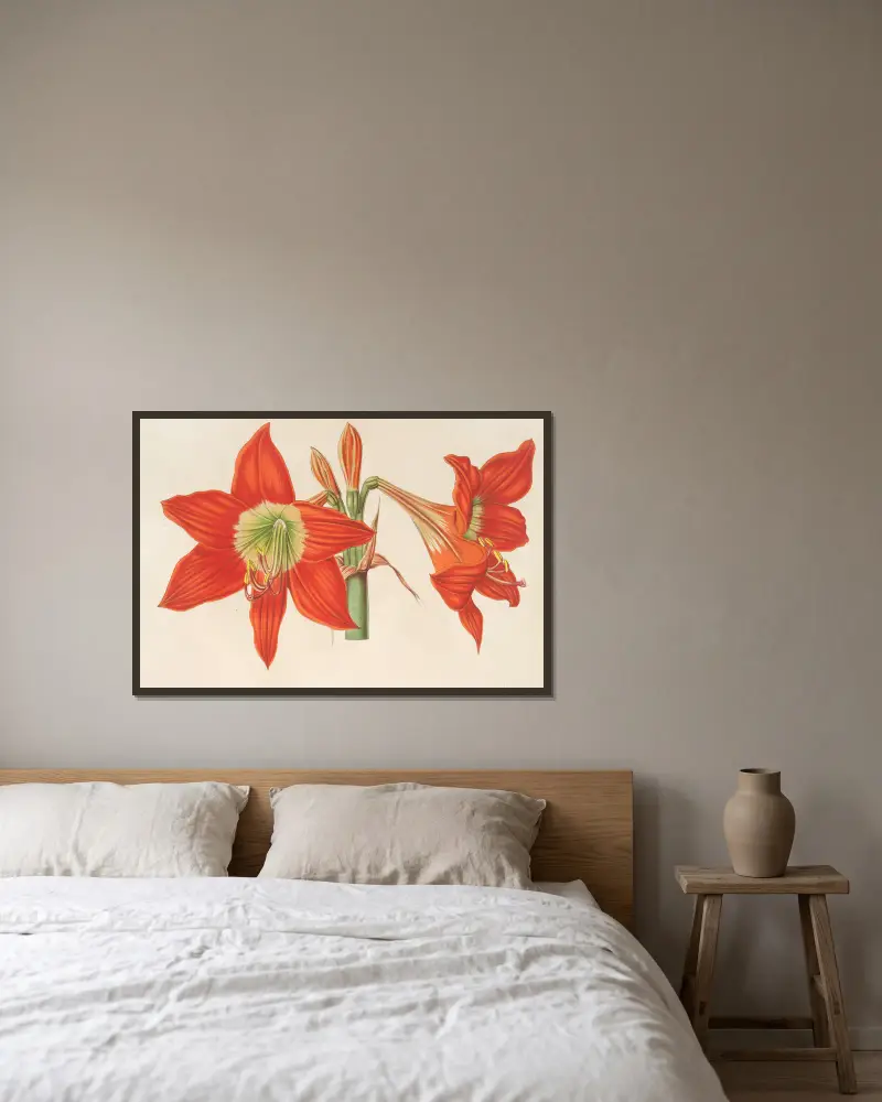 Hippeastrum (Amaryllis) pyrrochroum av Charles Antoine Lemaire inramad på en vägg