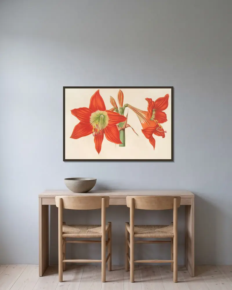 Hippeastrum (Amaryllis) pyrrochroum av Charles Antoine Lemaire inramad på en vägg
