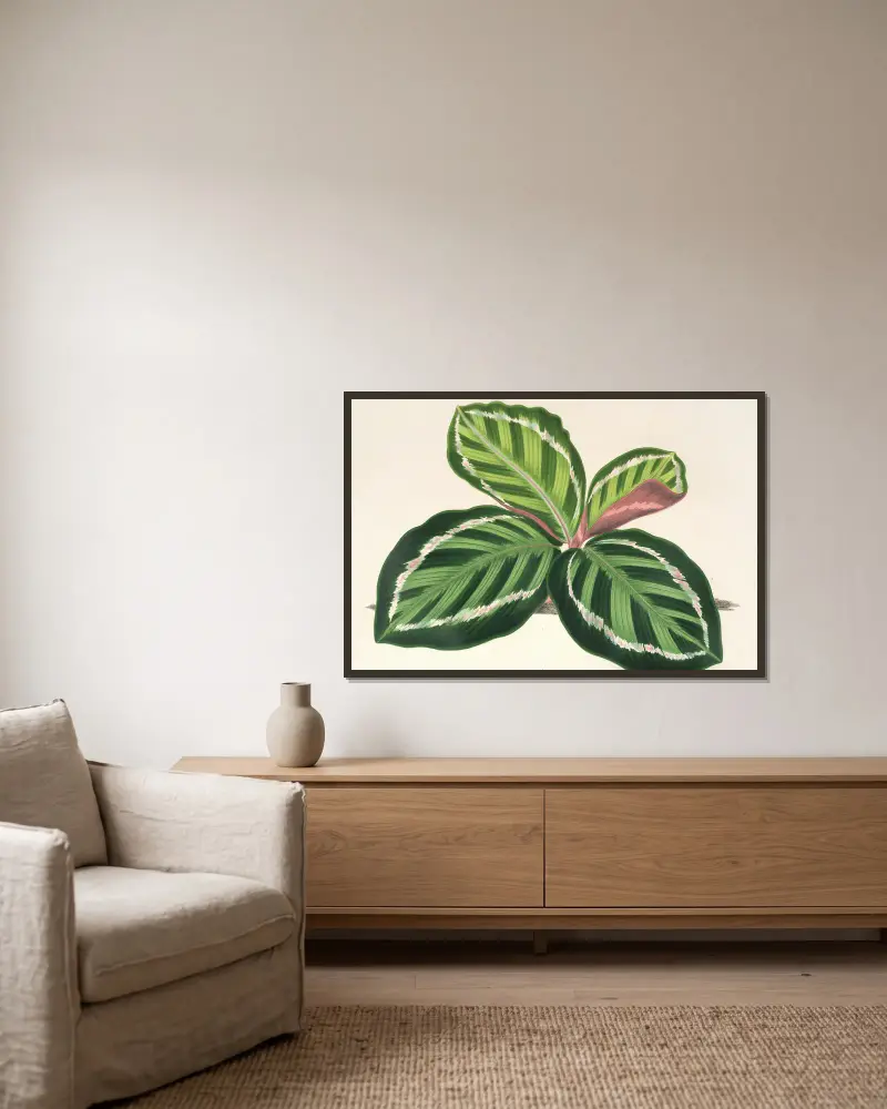 Maranta illustris, Charles Antoine Lemaire v rámu na stěně
