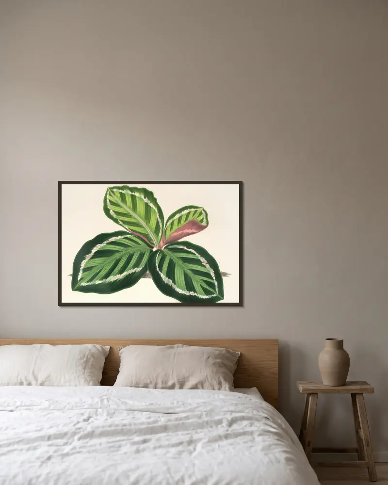 Maranta illustris, Charles Antoine Lemaire v rámu na stěně