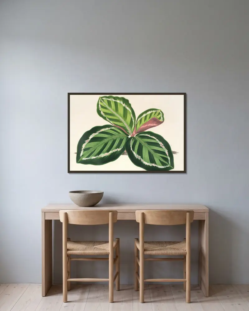 Maranta illustris, Charles Antoine Lemaire v rámu na stěně