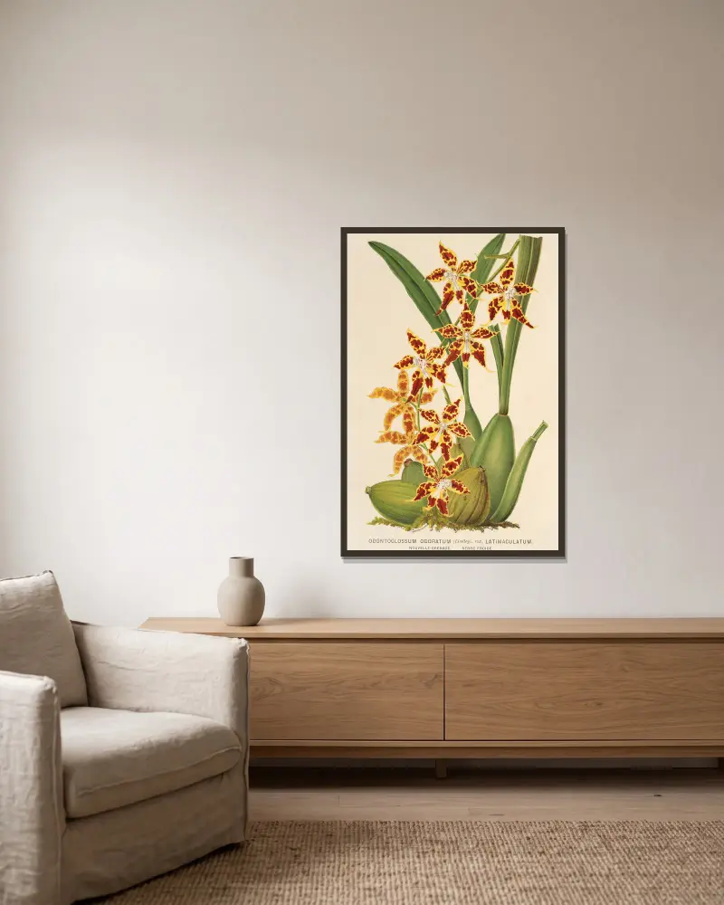 Odontoglossum odoratum, var. latimaculatum av Charles Antoine Lemaire inramad på en vägg