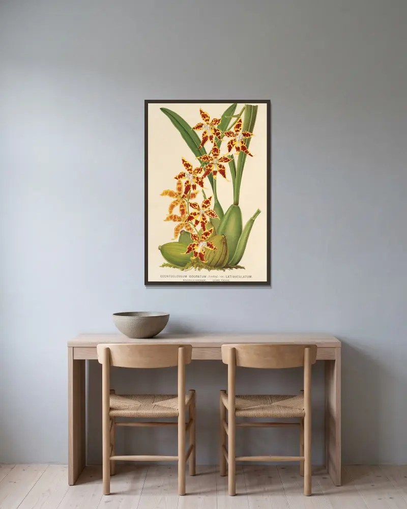 Odontoglossum odoratum, var. latimaculatum av Charles Antoine Lemaire inramad på en vägg