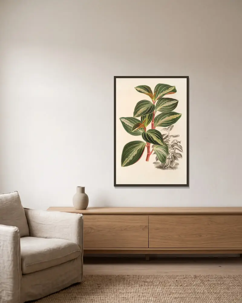 Peperomia velutina, Charles Antoine Lemaire w ramie na ścianie