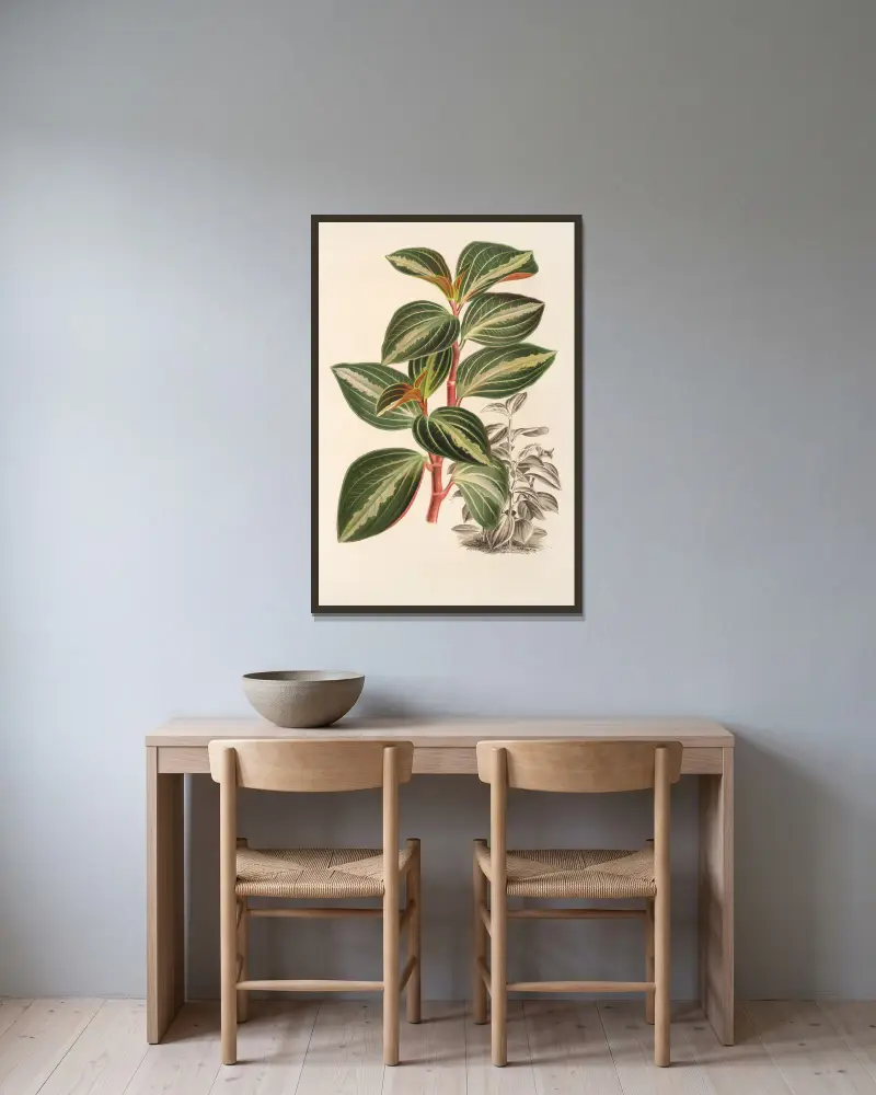 Peperomia velutina, Charles Antoine Lemaire w ramie na ścianie