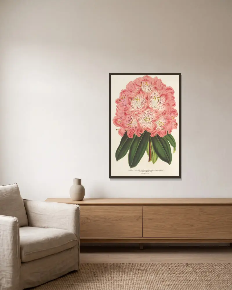 Rhododendron (hybrid) 'Duchesse de Nassau' av Charles Antoine Lemaire inramad på en vägg