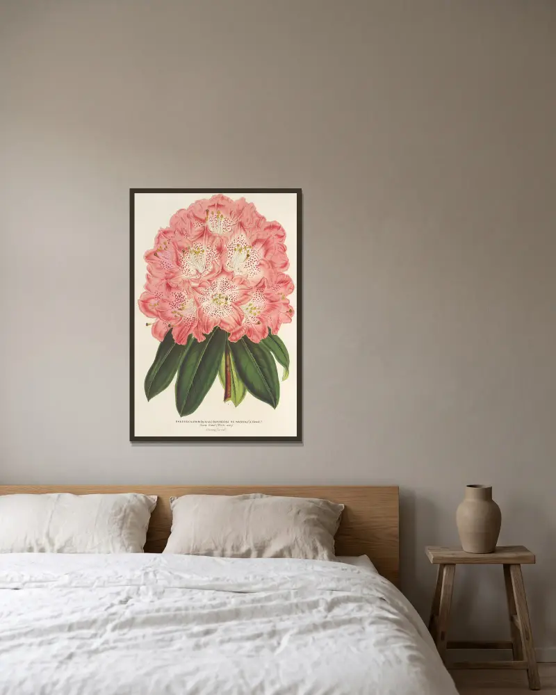 Rhododendron (hybrid) 'Duchesse de Nassau' av Charles Antoine Lemaire inramad på en vägg