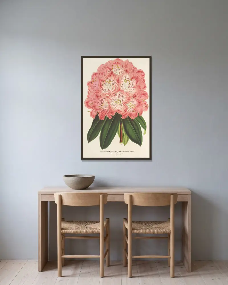 Rhododendron (hybrid) 'Duchesse de Nassau' av Charles Antoine Lemaire inramad på en vägg