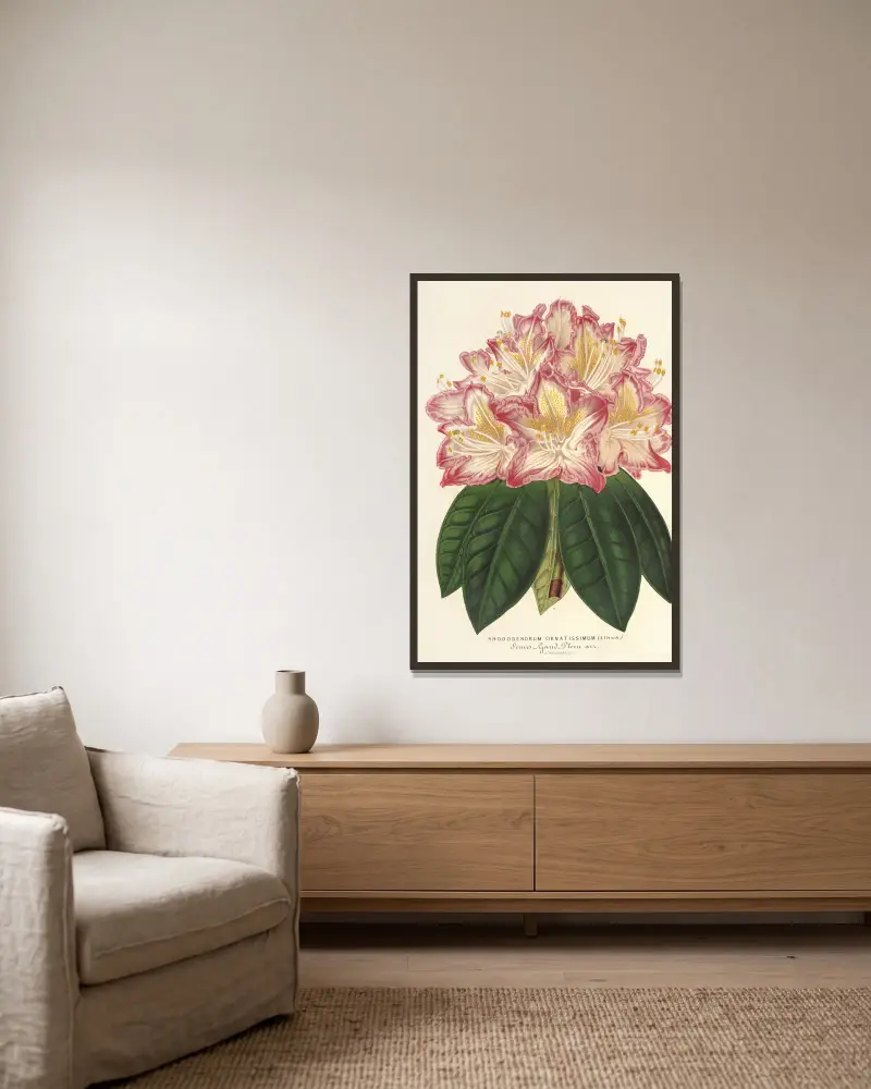 Rhododendron ornatissimum (hybrid) av Charles Antoine Lemaire inramad på en vägg
