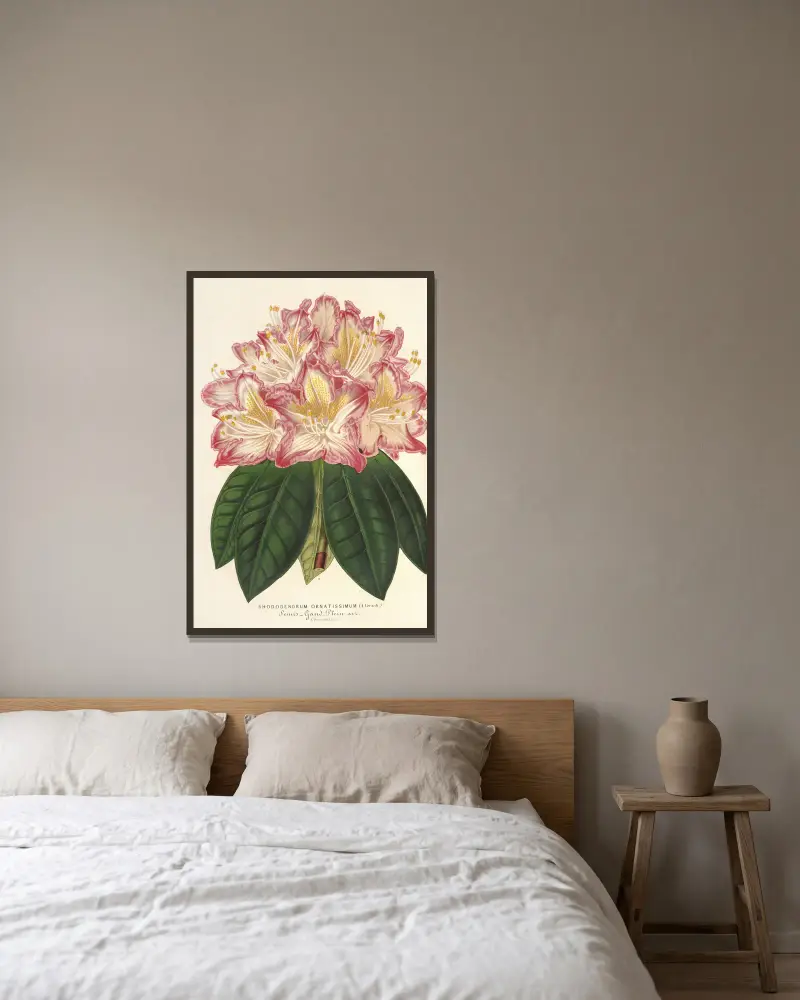 Rhododendron ornatissimum (hybrid) av Charles Antoine Lemaire inramad på en vägg
