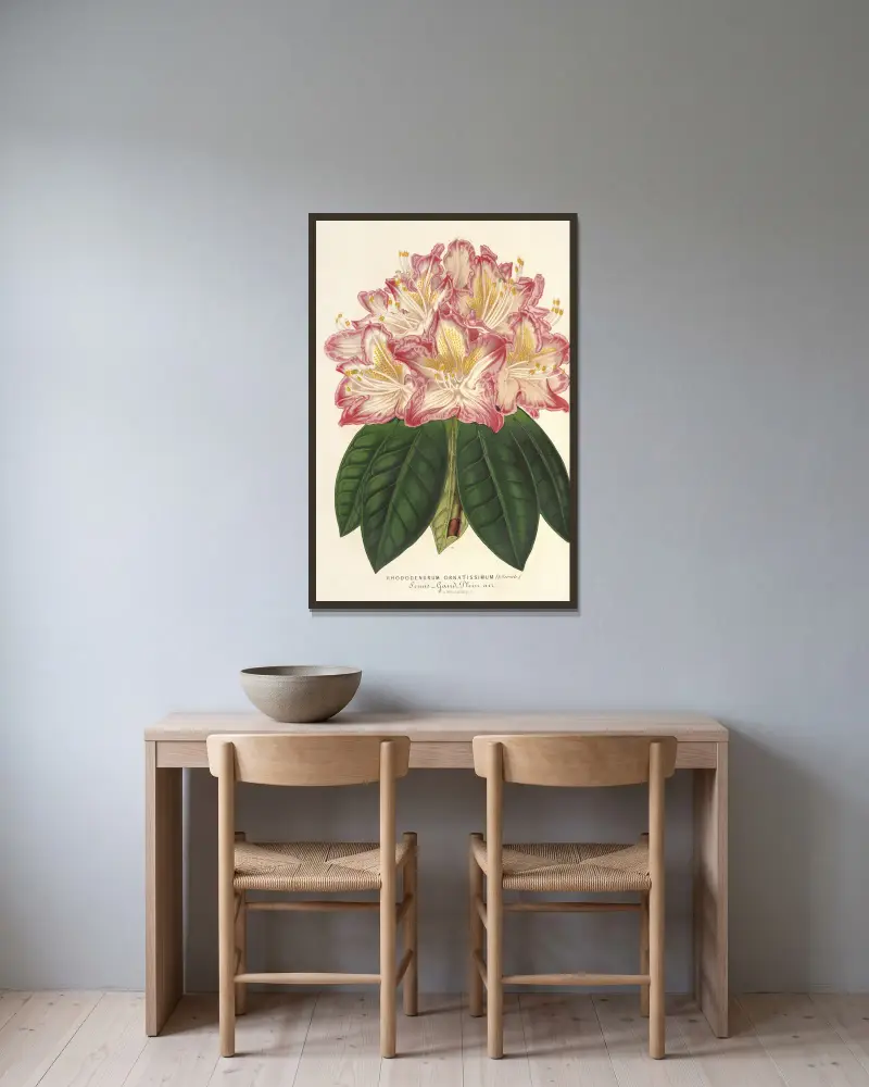 Rhododendron ornatissimum (hybrid) av Charles Antoine Lemaire inramad på en vägg