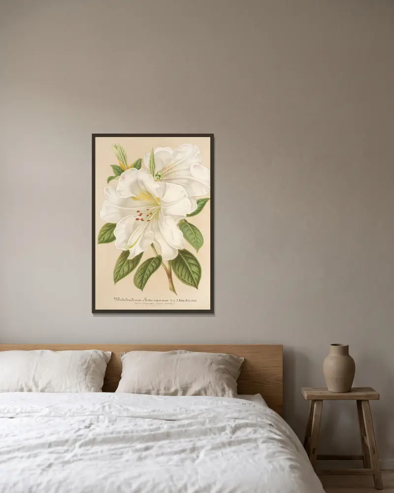 Rhododendrum Sesterianum (hybrid.) av Charles Antoine Lemaire inramad på en vägg
