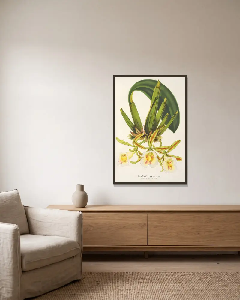 Trichopilia picta von Charles Antoine Lemaire gerahmt an einer Wand