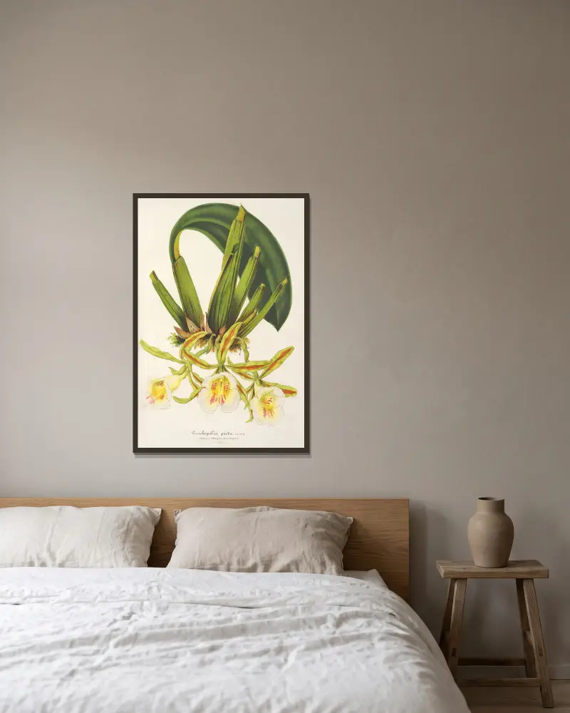 Trichopilia picta von Charles Antoine Lemaire gerahmt an einer Wand