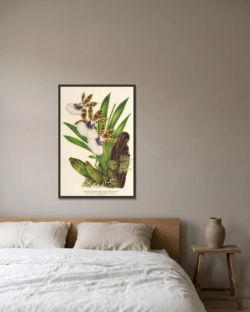 Zygopetalum Gautieri av Charles Antoine Lemaire inramad på en vägg